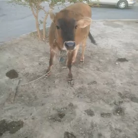 Tuwe