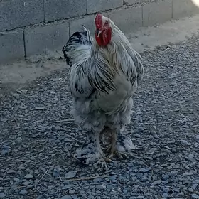 brama