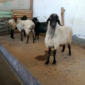 Goýun