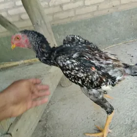 baysow juje