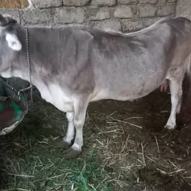Sygyr