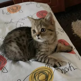 шотландский котёнок