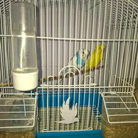 Pabugay gus