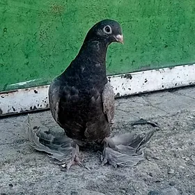 kepderi