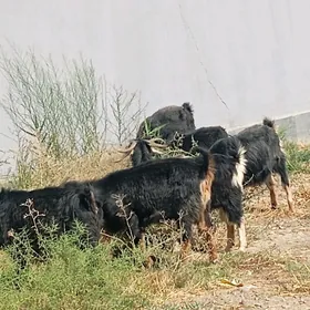 geci