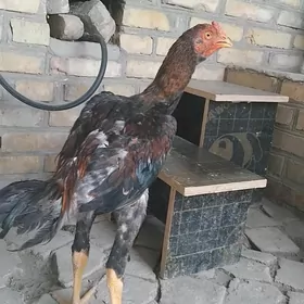 horaz