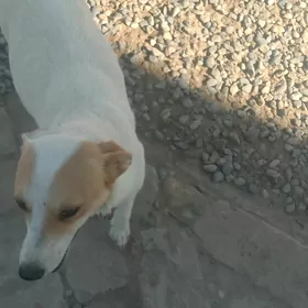 tuzik