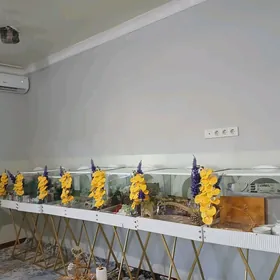 Toy Bukja Bezegi
