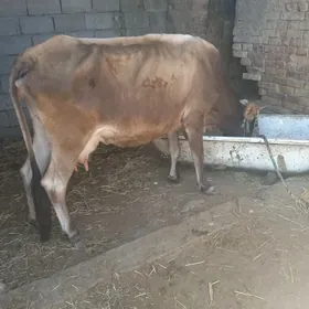 sygyr öküz