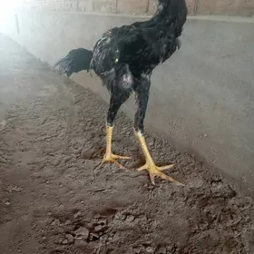 Dik täç