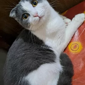 Вислоухая кошка
