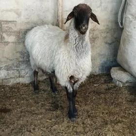 Goýun