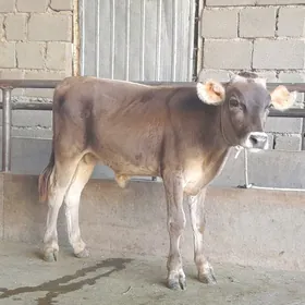 öküz