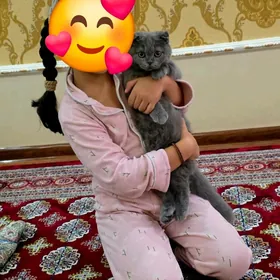 Pișik weslouhy