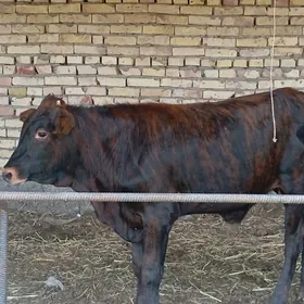 goleli sygyr