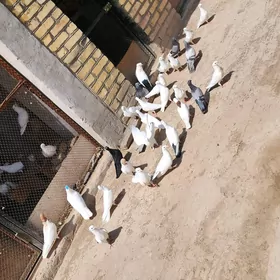 kepderi