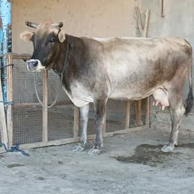 goleli