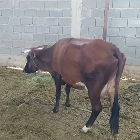 sygyr
