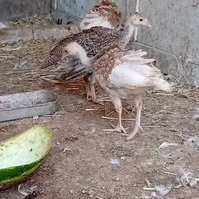 induk juje