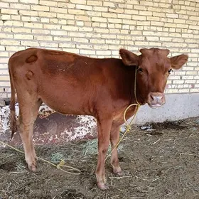 unajyn