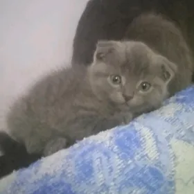 котята