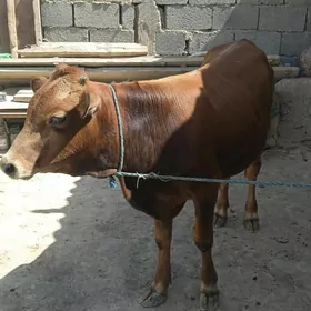 şwes öküz