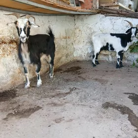 geçi
