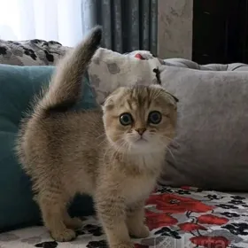 шотландских котята от привозны