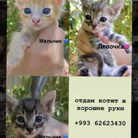 Домашние котята
