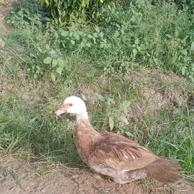 ordek