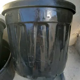 gul karşok