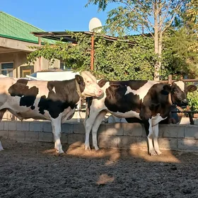 tüwe öküz