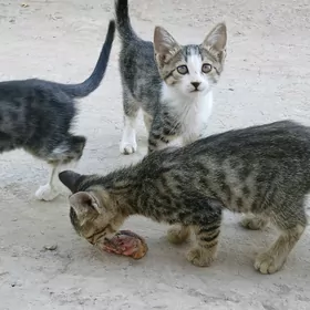 PIŞIK ÇAGALARY 