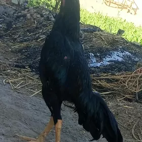 Horaz