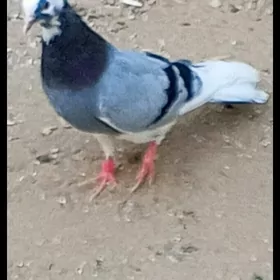 kepderi