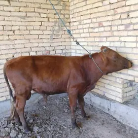 ÖKÜZ