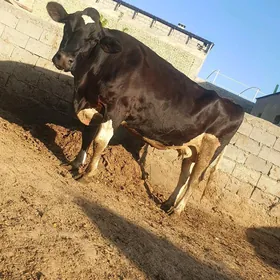 Galişdeýin sygyr