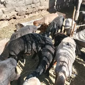 Goýun