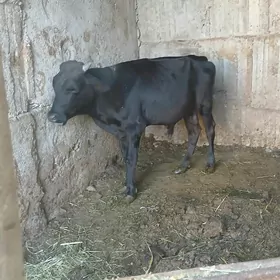 öküz