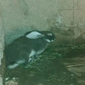 TOWŞAN