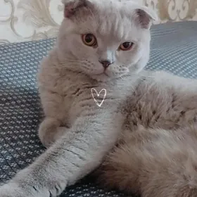ищем кошку