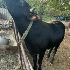 ökuz