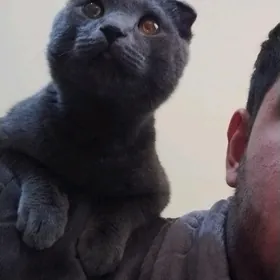 Кот вислоухий