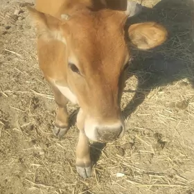 GÖLE