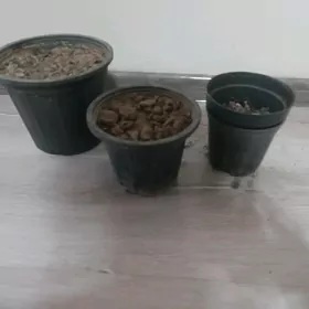 Горшки , gül ücin gorşok