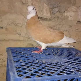 Guş
