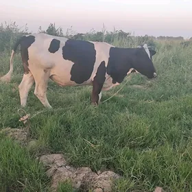 Bogaz sygyr