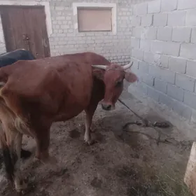 SYGYR