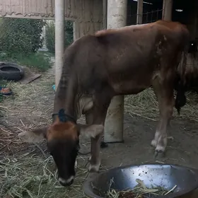 Tüwe