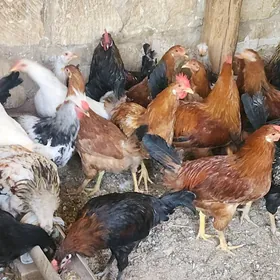 oy towygu